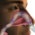 How to use Nasal Breathing to Boost your Fitness & Recovery